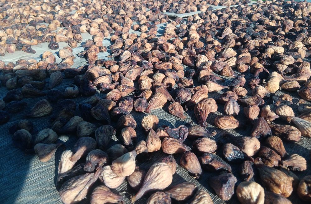 Figo seco para isco e para fermentação e produção de aguardente