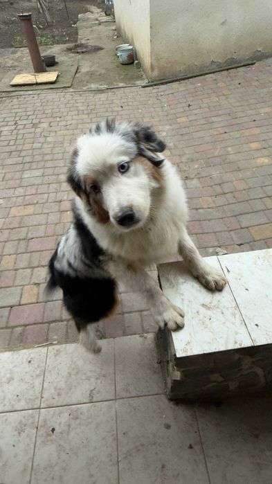 Австралійська вівчарка — мармуровий красень з гетерохромією!