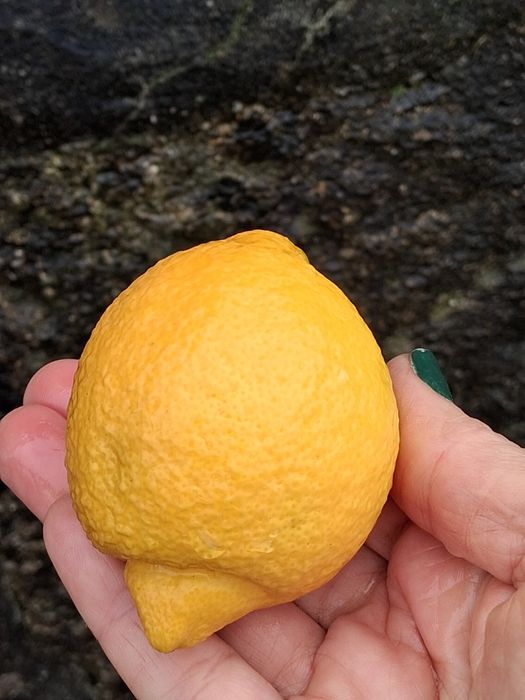 Vendo limões 2 euro/kg