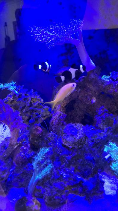 Aquario agua salgada COMPLETO