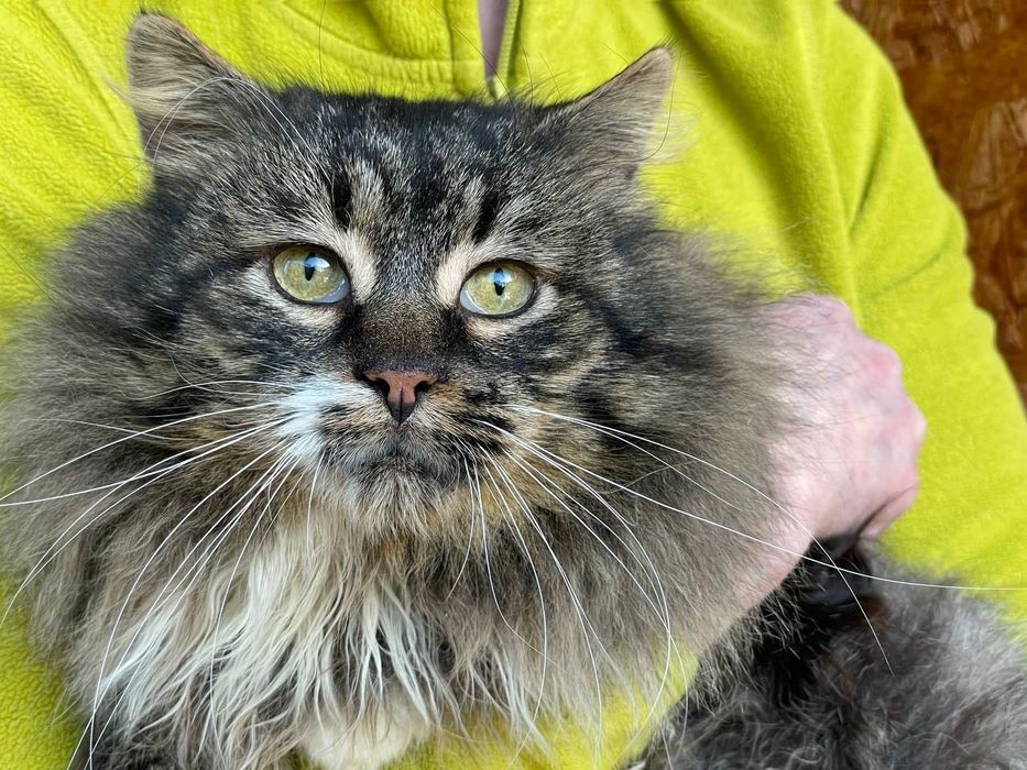 Величний кото-юнак Френк