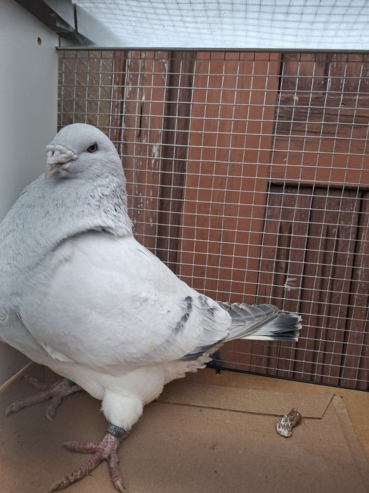 Standard , standardy , polski pocztowy wystawowy sprzedam