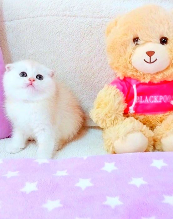 Серебристые красавчики мальчики вислоушки фолдики