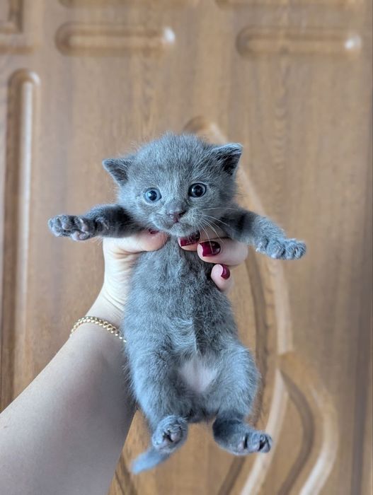 Кошенята скотіш страйт