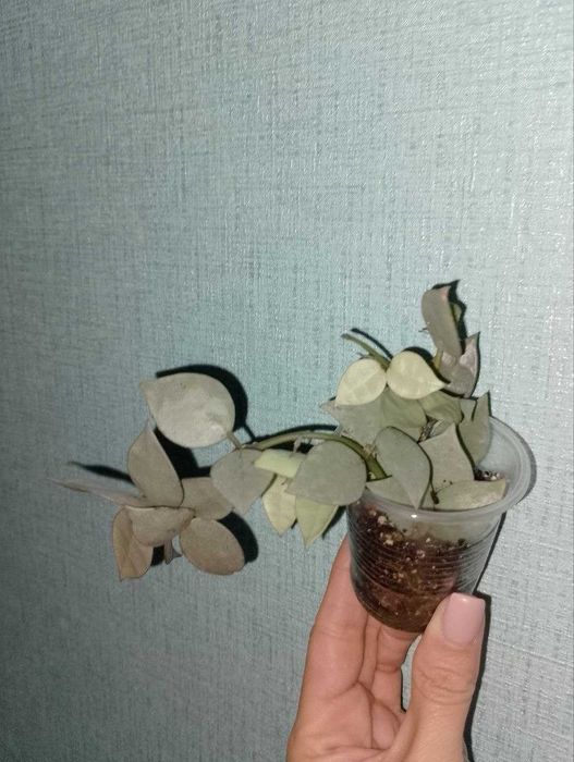 Хойя Ескімо, хойя