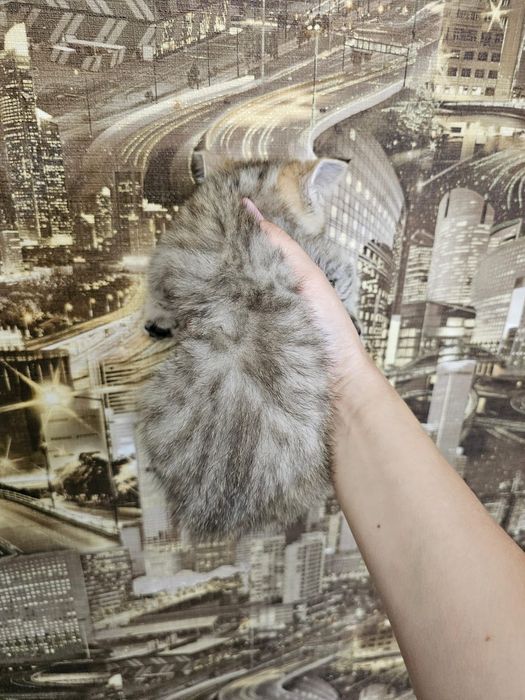 Шотландські кошенята