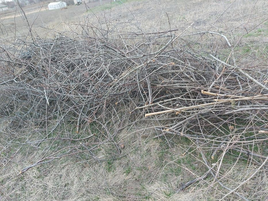 Гілки фруктових дерев 3-4м3 безкоштовно
