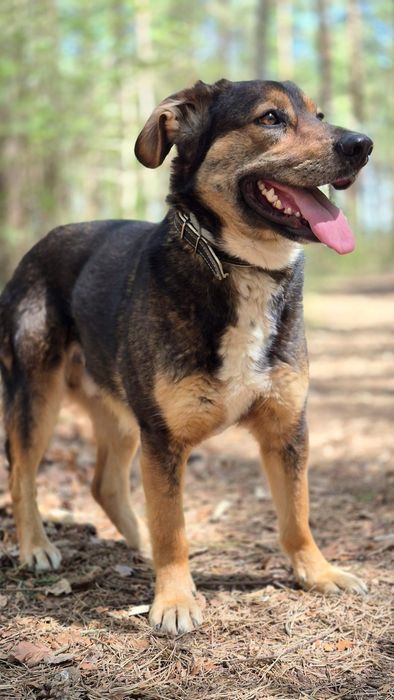 Fred - Delikatny piesek szuka domu  / do adopcji
