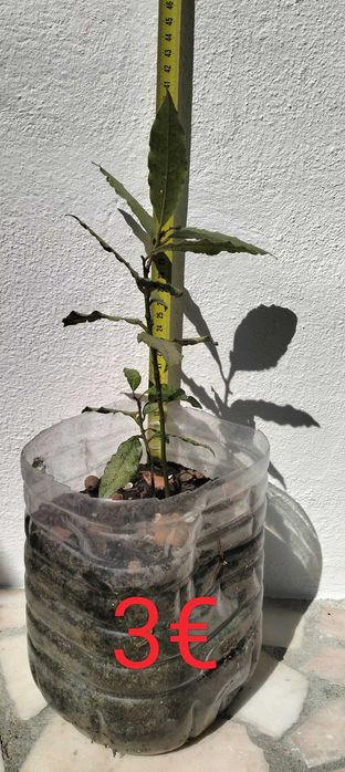 Árvores loureiro de tamanho pequeno