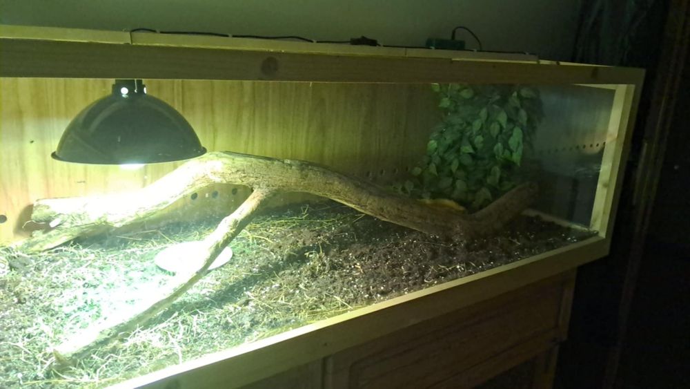 Duże terrarium z lokatorami.