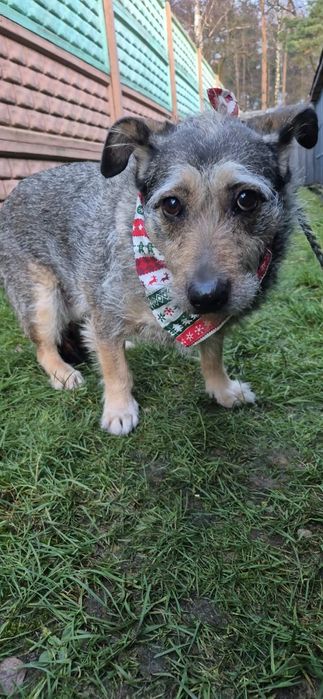 Mała sierotka do adopcji.