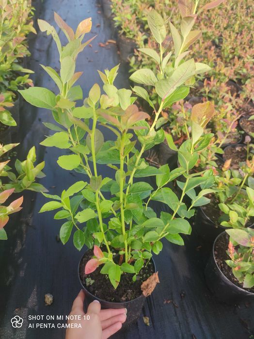 Borówka Amerykańska Sadzonki 2,5 Letnie! Z certyfikatem CAC!Borówka