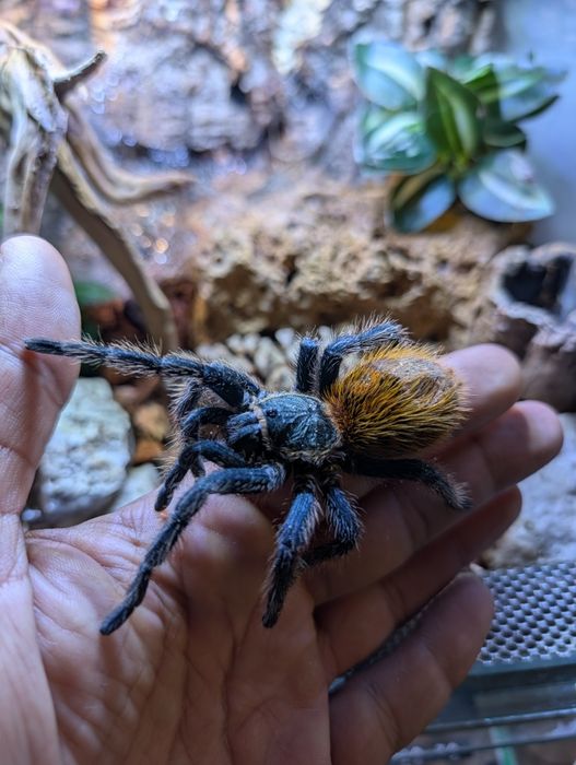 Chromatopelma ptasznik samica z terrarium