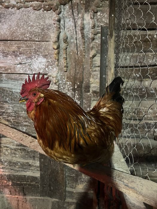 Молодий півень амераукана