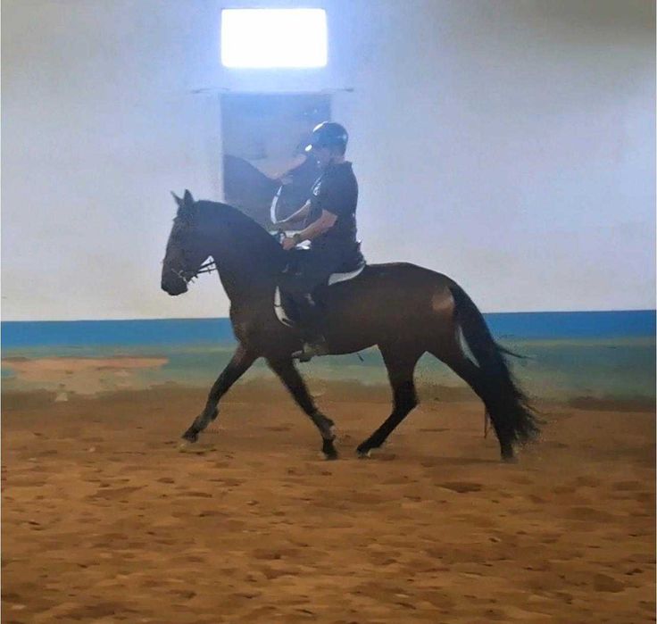 Cavalo PSL para venda/for sale