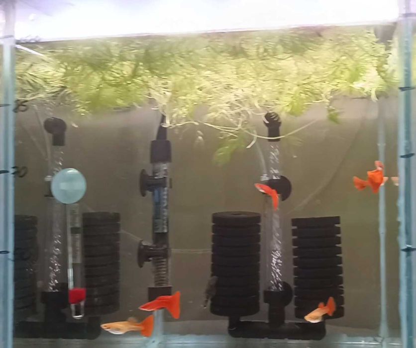 Gupik Full Red Albino