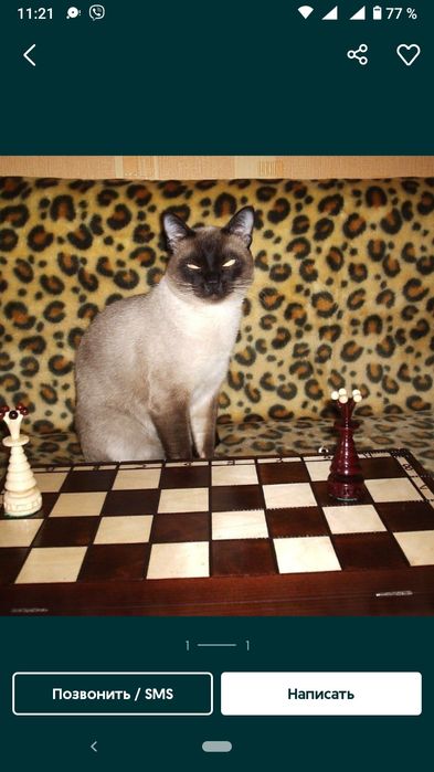 Тренер по шахматам