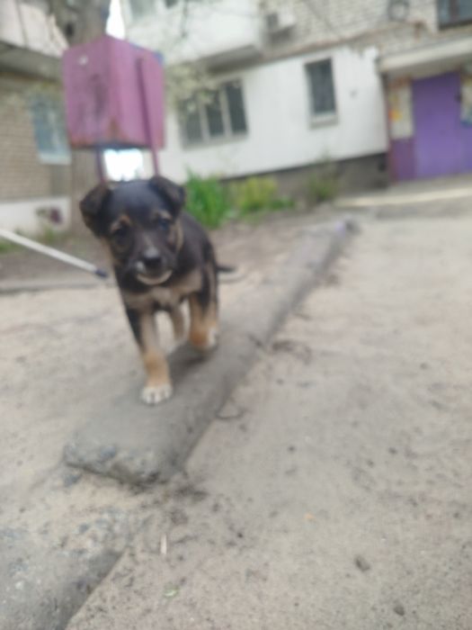 Маленьке і розумне цуценя в пошуках родини