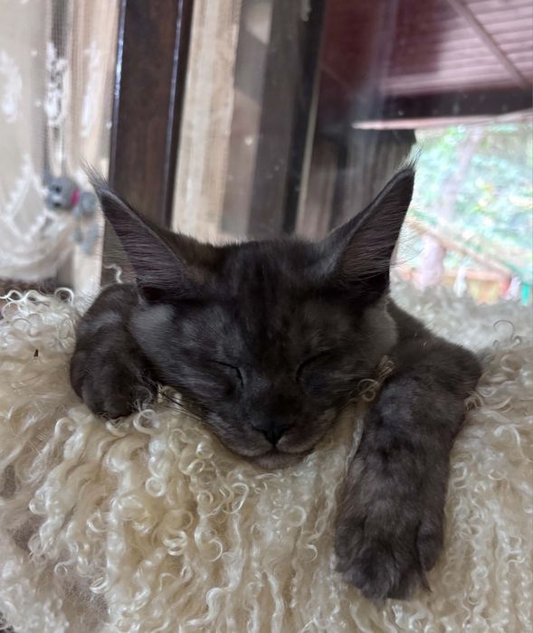 Dymny maine coon