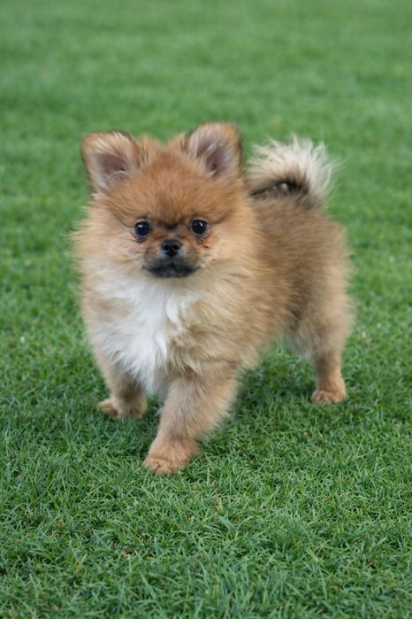 Рыжая кроха 3 месяца