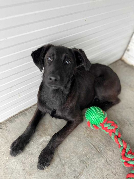 Bambi - Jovem para Adopção