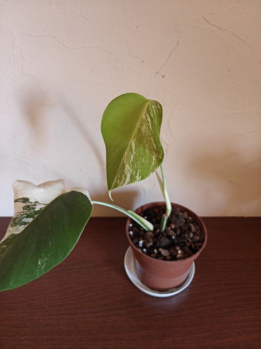 Monstera deliciosa variegata