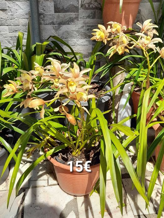 Orquídeas Lindas de várias cores