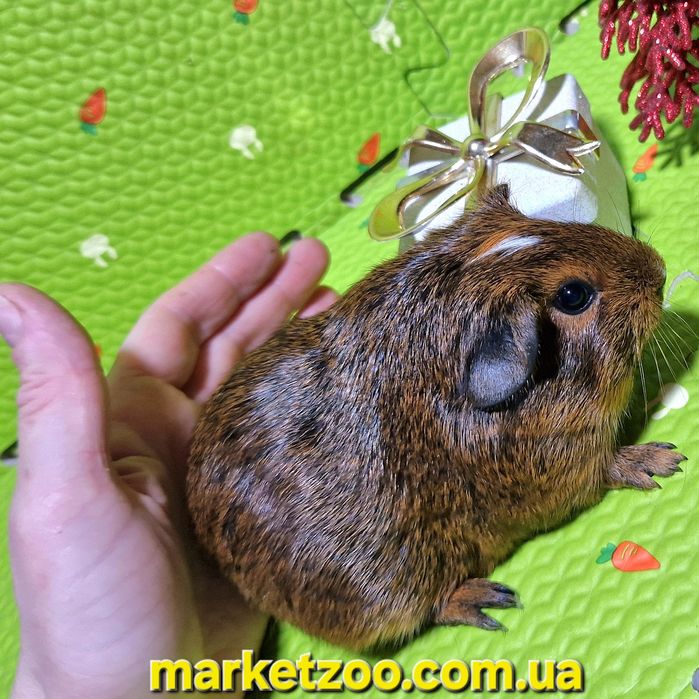 Ваш ідеальний пухнастий друг уже чекає на вас!