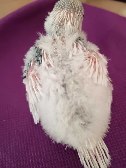 Crias de piriquitos para venda