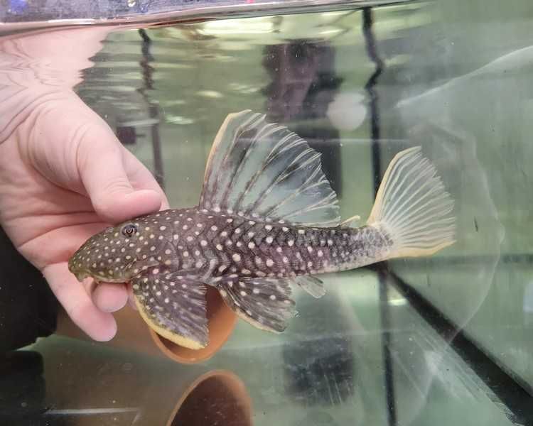 TABU Hypostomus Luteus 17cm faza 2 Warszawa