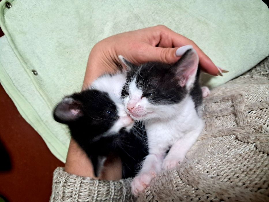Котики, кошенята в хороші руки, 2 хлопчики