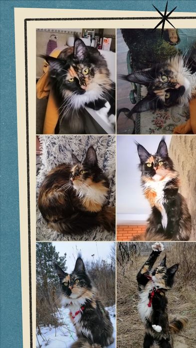 Мейн-кун, дівчинка