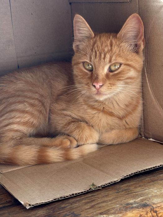 Котик хлопчик шукає дім