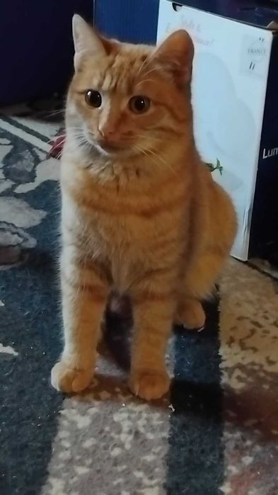 Киця Кішка Кошка в добрі руки в родину