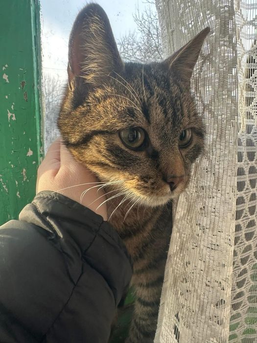 Котики у добрі руки