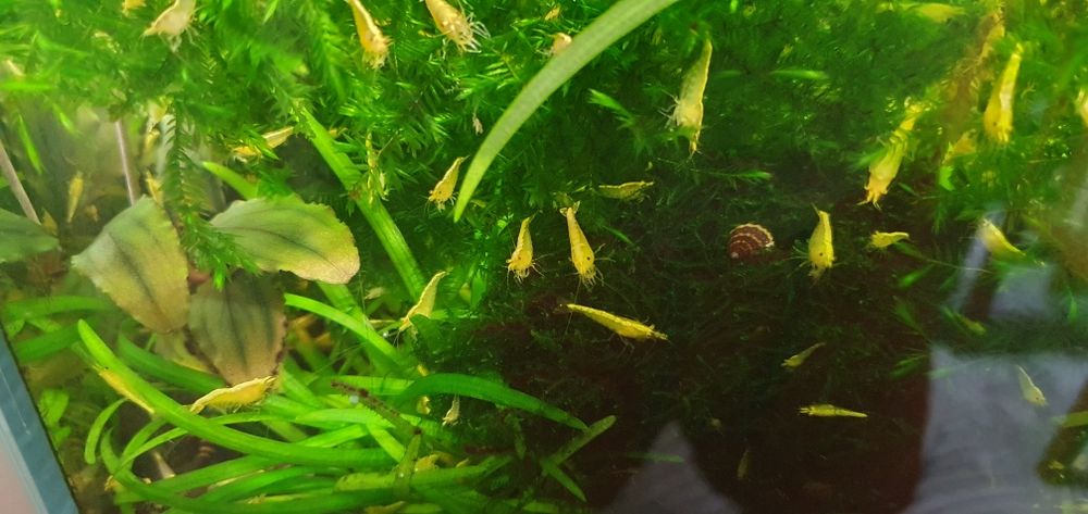 Krewetki yellow z pasem neonowm do akwarium pakiet 50szt