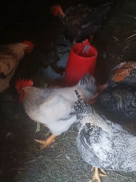 Frangos caseiros para venda