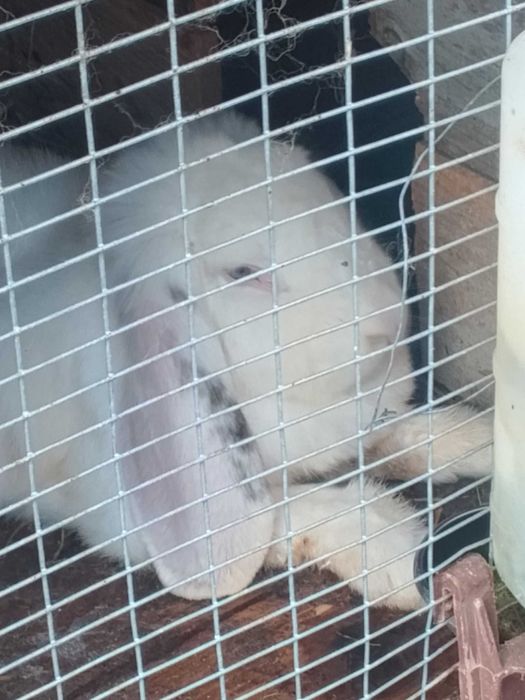 Vários Animais a venda