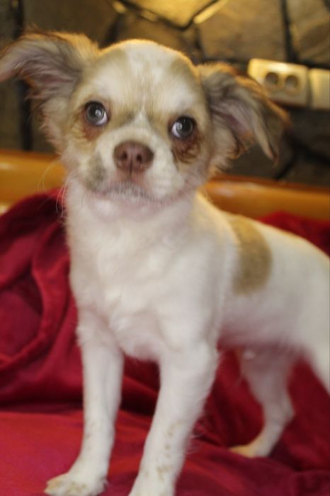 Хлопчик чихуахуа