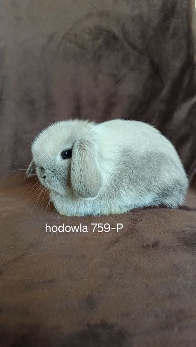 Mini lop króliki karzełek miniaturka baranek hodowla