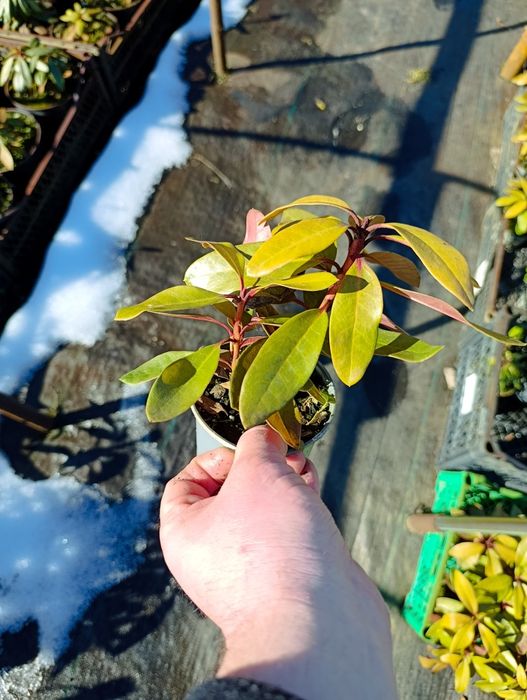 Рододендрон вічнозелений