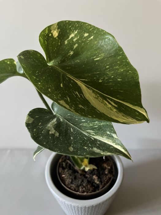 Monstera Thai Constellation