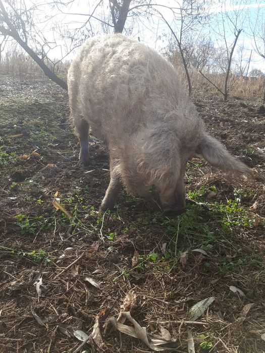 Продам свиней Венгерской Пуховой Мангалицы!