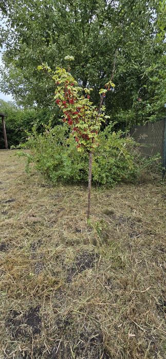 Działka- Rodzinne ogrody działkowe