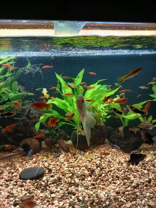 Mieczyki różne odmiany