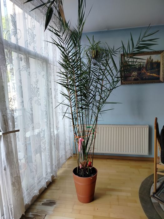 Sprzedam palmę..