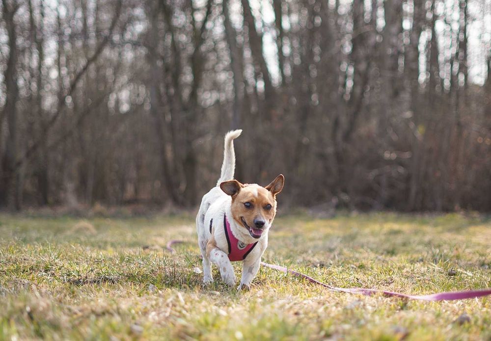 Uroczy Precelek w typie jack russell terriera szuka domu!