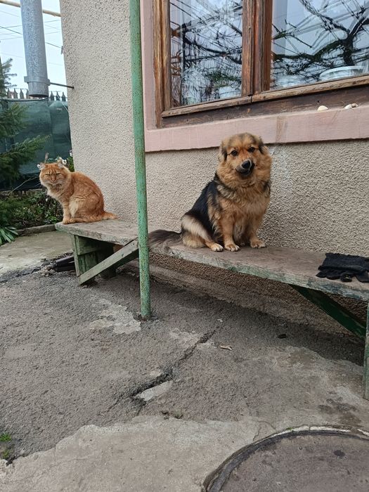 Щенки / В хорошие руки/ Подарю