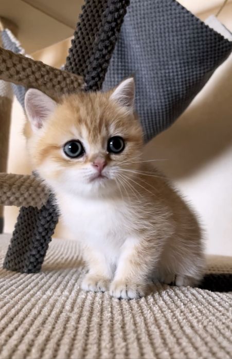 Чудовий золотий котик