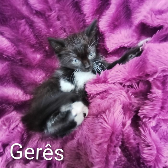 Gatinhos para adoção responsável